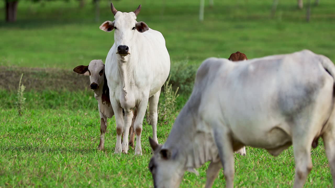 들판 초원에서 방목하는 가축 | 전경 전체 샷