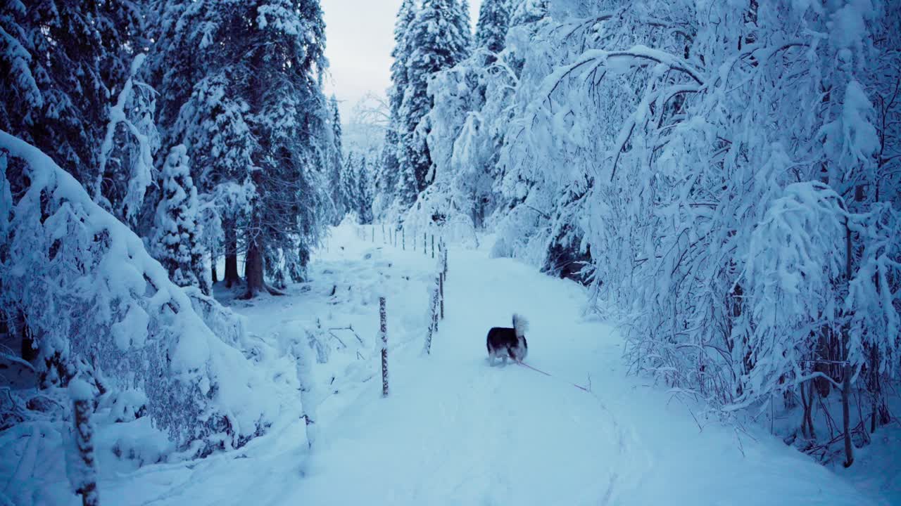 Cane Alaskan Malamute che cammina nella natura rurale in un paesaggio invernale.