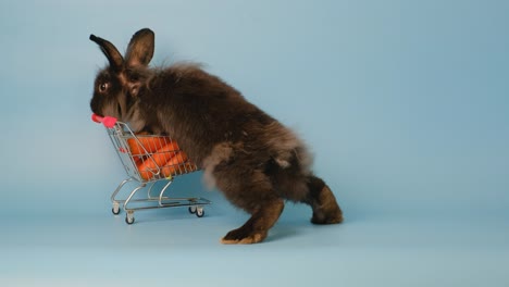 el conejo pequeño y negro sube para comer zanahoria en el carrito de la compra en la pantalla azul