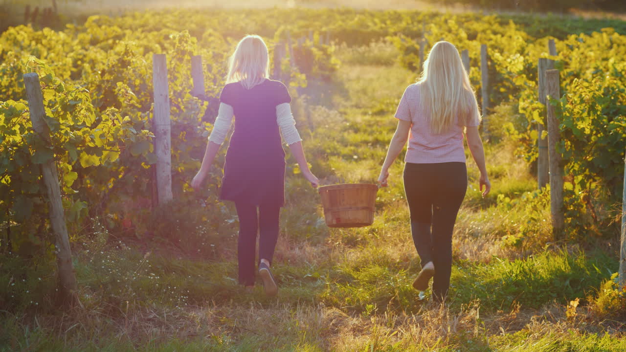 두 젊은 여성이 포도 바구니를 들고 석양을 수확할 때 포도원 줄 사이로 이동합니다.