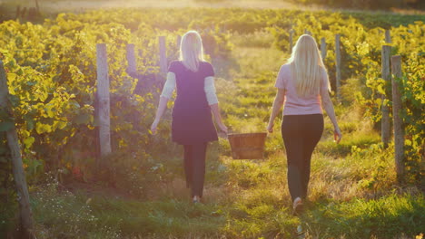 two young women carry a basket of grapes go between the rows of vineyards at sunset harvesting and o