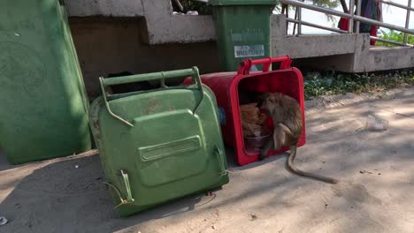 monkey rummaging through a trash bin