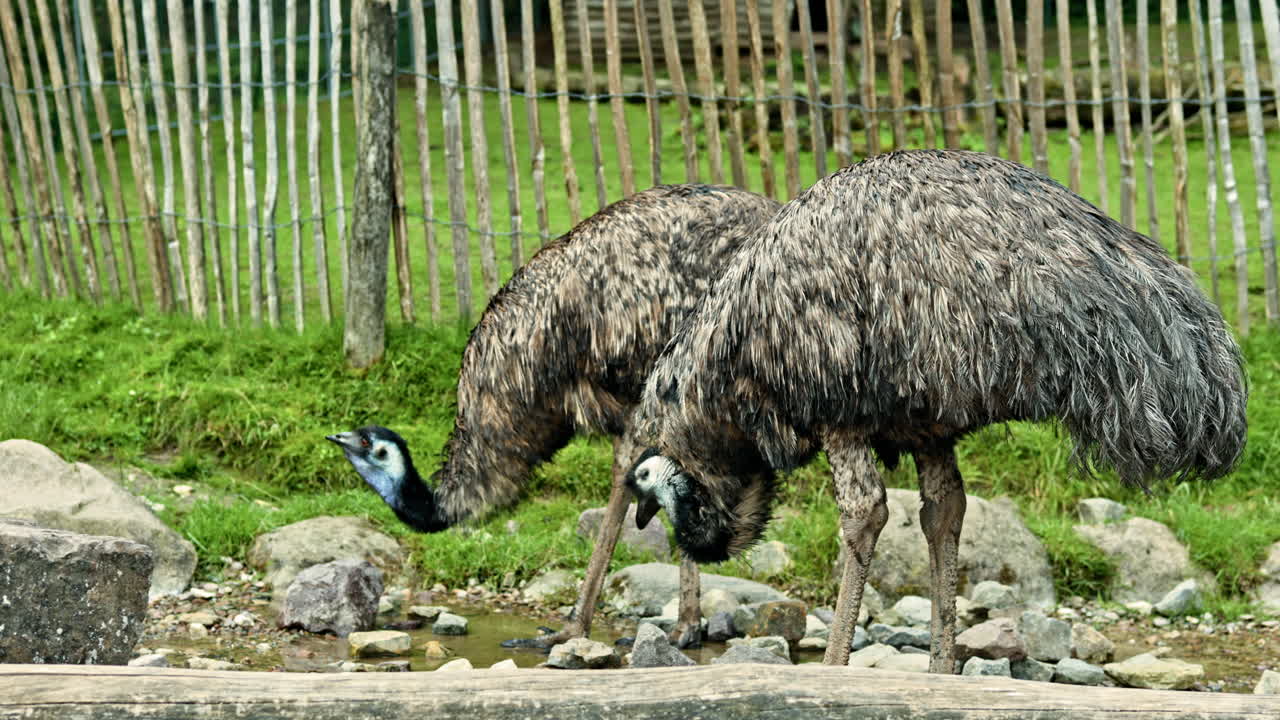 Grandi struzzi camminano sull'erba verde nel parco. Zoo con struzzi e un'area per passeggiare. Voliera aperta per il libero movimento degli struzzi. Zoo didattico per il contatto con gli animali.
