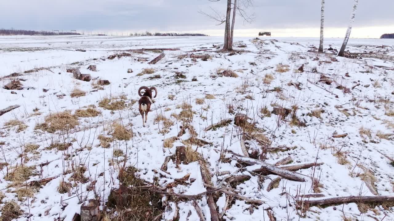 Ram with curved horns climbs across frosty hill with birch trees and old stumps