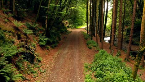 Mann-Fährt-Fahrrad-Im-Wald-4k