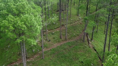 pine forest trail from above