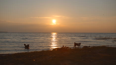 dogs at sunset on the beach