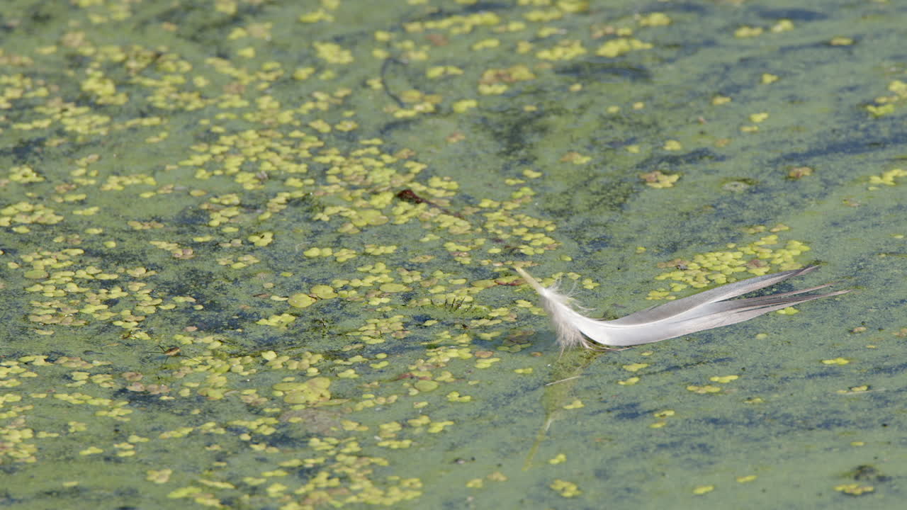 Close-up white feather floats on cyanobacteria algae bloom on pond