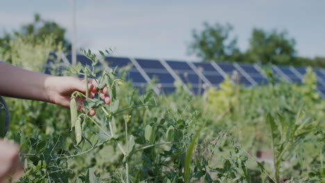A-farmer-plucks-pea-pods,-solar-panels-in-the-background