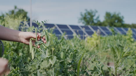 a farmer plucks pea pods, solar panels in the background