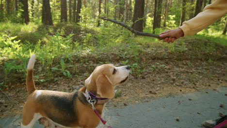 woman playing with beagle dog in a forest park