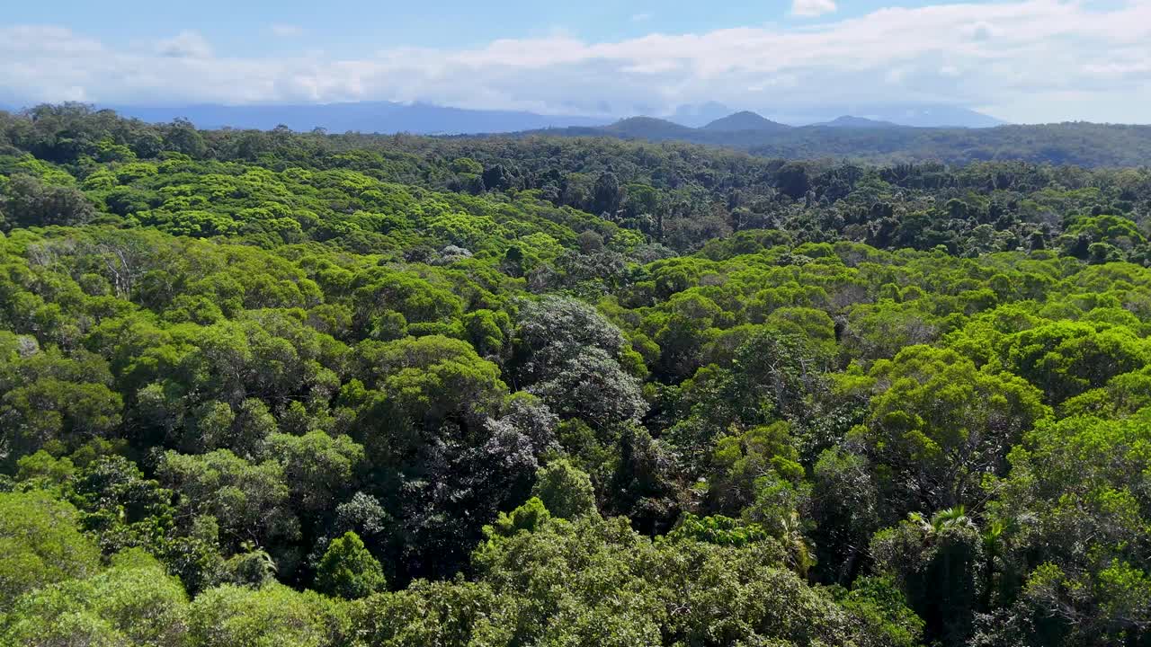 Drone footage captures expansive views of vibrant rainforest under clear skies, showcasing dense greenery and distant mountains
