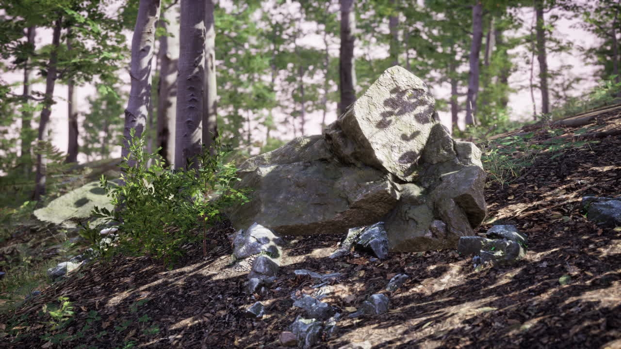 자연에서 빛나는 빛