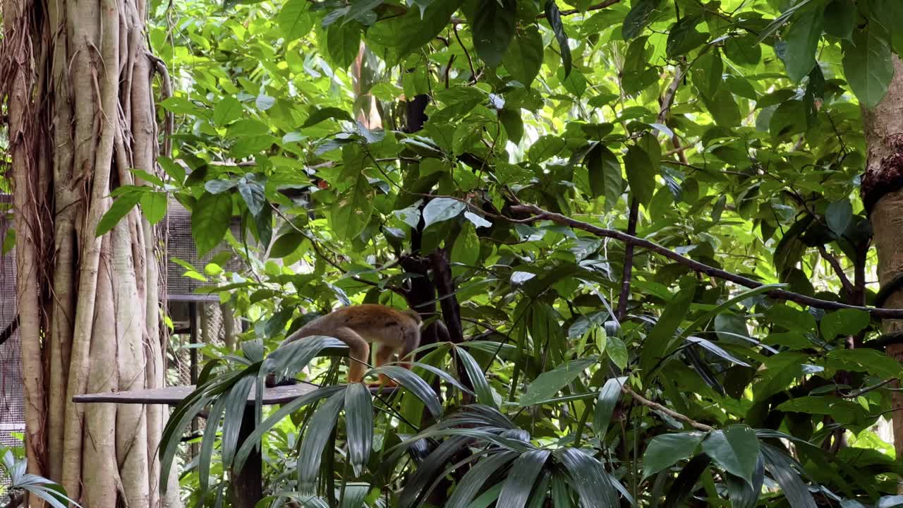 хитрая беличья обезьянка крадется с платформы под зеленой листвой в сингапурском river wonders, сафари-зоопарке, заповеднике мандай