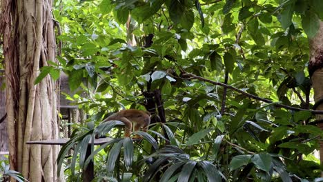 Hinterhältige-Totenkopfäffchen-Schleichen-Sich-Unter-Grünem-Laub-Von-Der-Plattform-Weg-Bei-Singapore-River-Wonders,-Safari-Zoo,-Mandai-Reserves