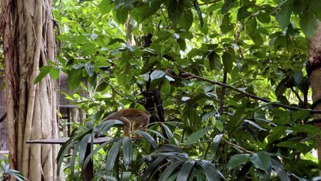 sneaky squirrel monkey sneak away from the platform under green foliage at singapore river wonders, safari zoo, mandai reserves