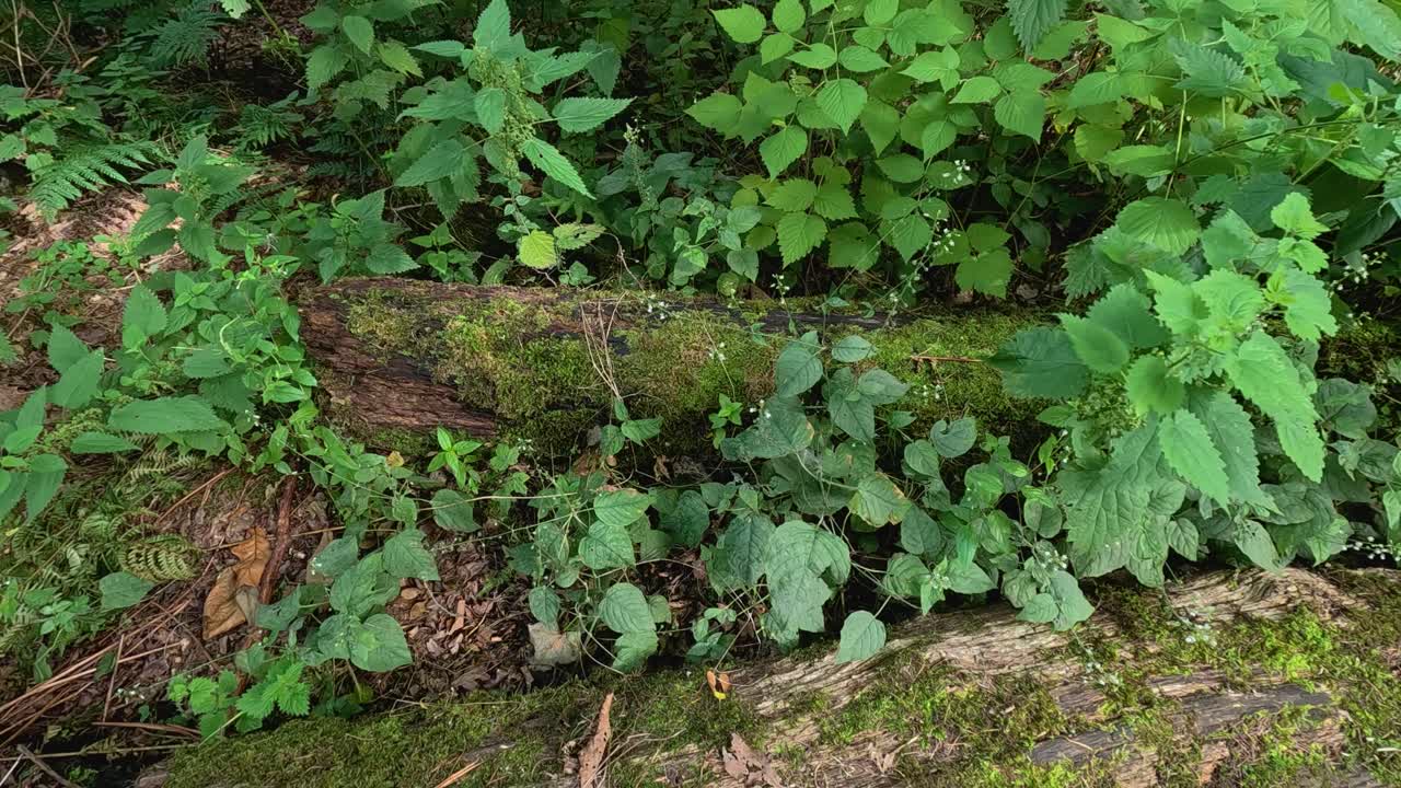 Moss-covered log surrounded by lush green plants
