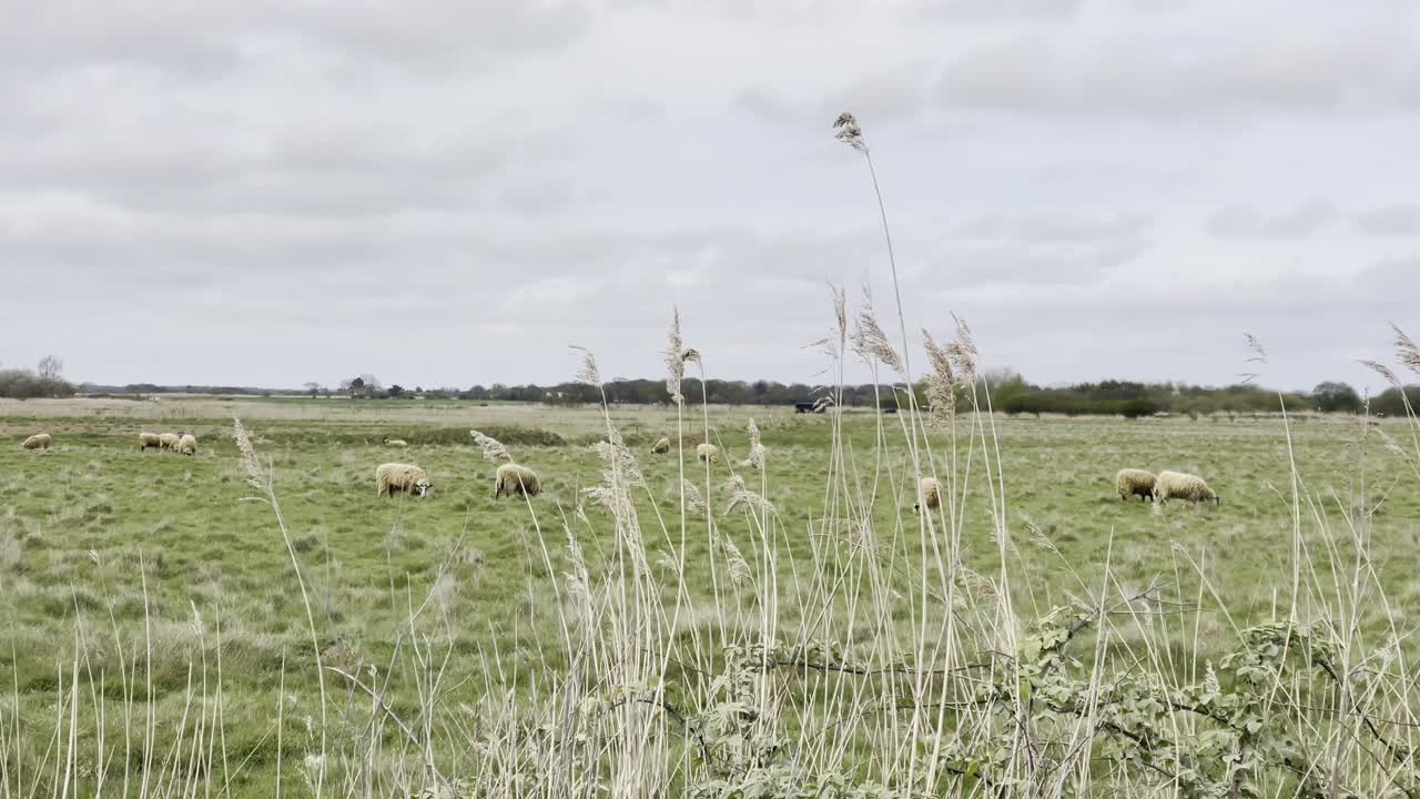 Schafherde weidet auf einem grünen Feld unter bewölktem Himmel nahe Horsey, Norfolk.