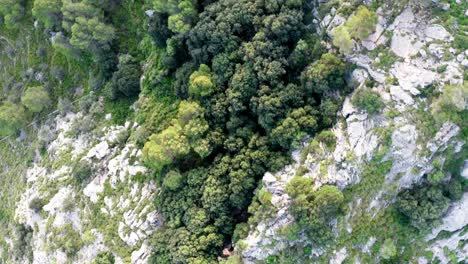 Hilly-mountain-landscape-overgrown-with-plants-and-tall-trees,-aerial-drone-shot