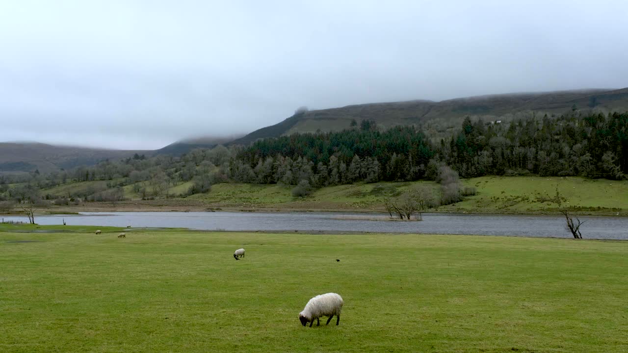 Irish countryside landscape with grazing sheep under a cloudy sky
