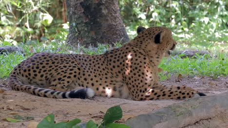 cheetah on a look out for its next meal