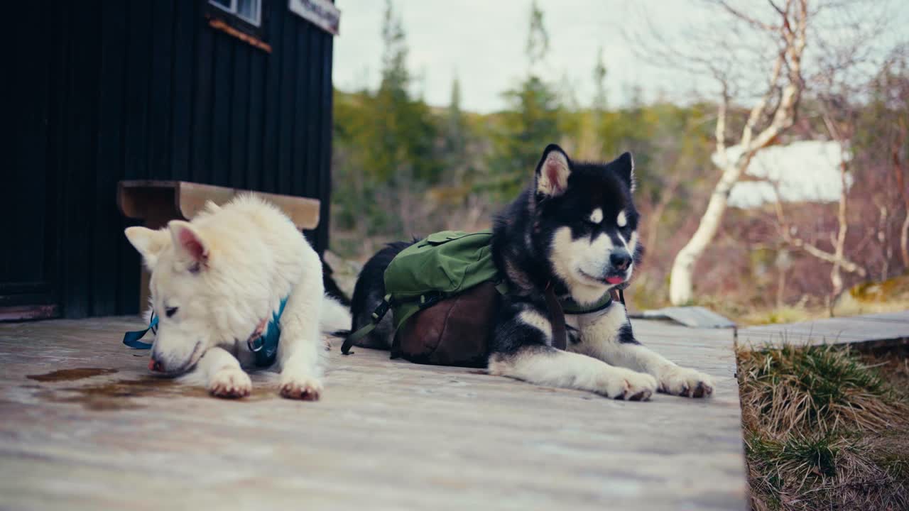 Two Dogs are Resting Outside a Cabin Near Reinsjøen in Åfjord, Trøndelag, Norway - Close Up