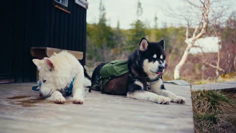 two dogs are resting outside a cabin near reinsjøen in åfjord, trøndelag, norway - close up