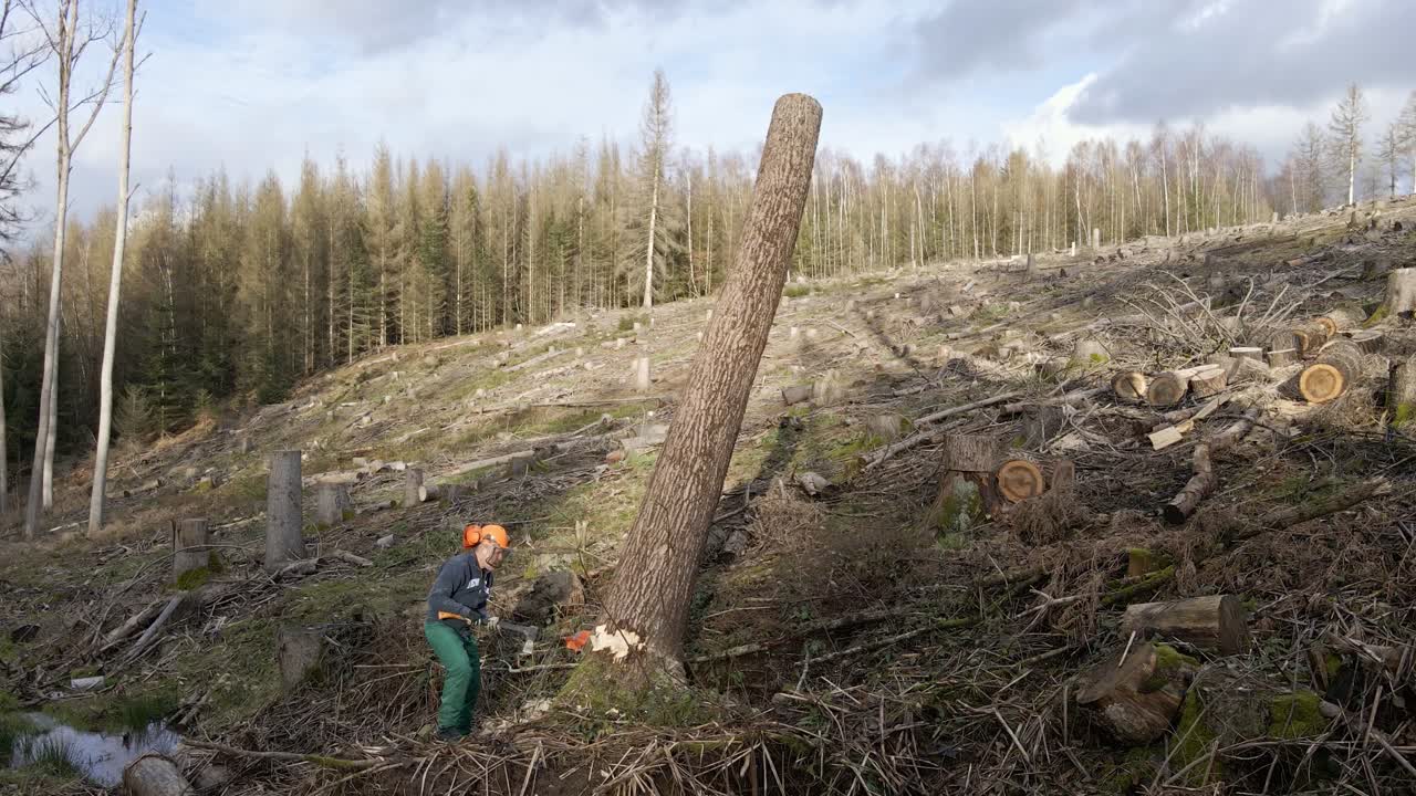 Man trying to fall a tree with an axe in a dry, dead forest in Germany. Stationary handheld shot
