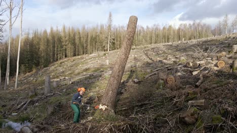 man trying to fall a tree with an axe in a dry, dead forest in germany. stationary handheld shot