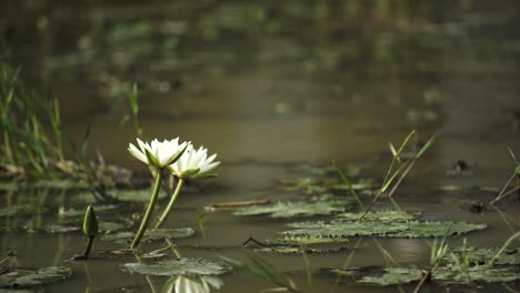 water lily blossoms in the water reservoir