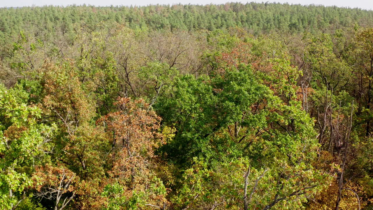Old trees in the forest. Green and leafless trees in summer. Nature scenery of woodland in a sunny day. Low drone flight over the trees.