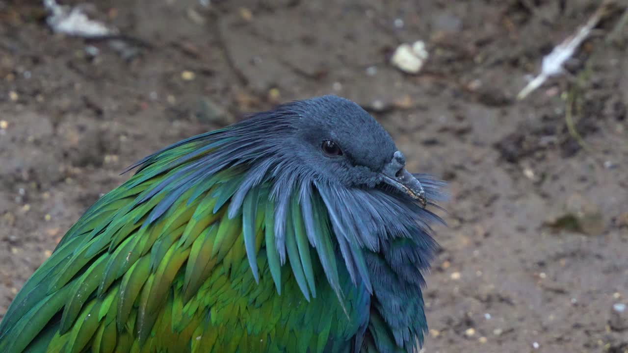 Una colomba di Nicobar (Caloenas nicobarica) arruffa le sue piume iridescenti per tenersi al caldo, avvistata a terra, scatto ravvicinato.