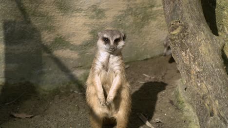 Meerkat-watching-around-in-super-slow-motion-in-a-Zoo