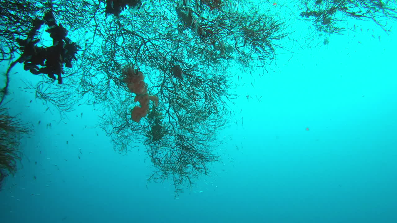 Something's lurking in these murky waters