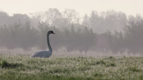 swan walks in wet farm land in early morning light, distinctive long neck