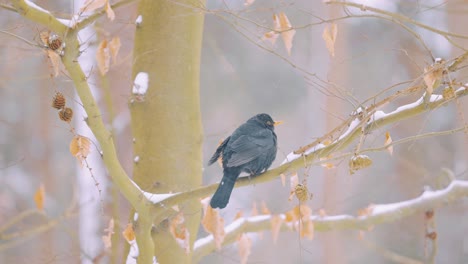 Mirlo-Común-Macho-Posado-En-Un-árbol-En-Los-Fríos-Días-De-Invierno