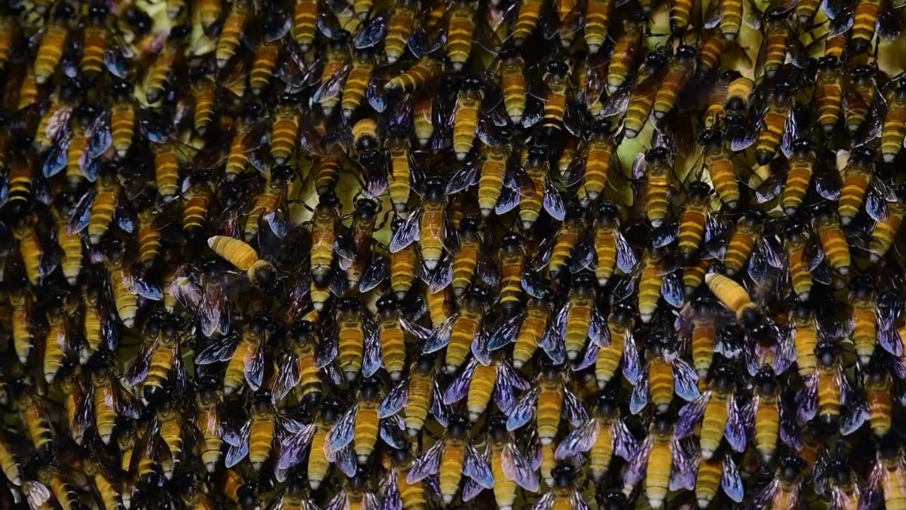 se sabe que las abejas melíferas gigantes construyen grandes colonias de nidos con bolsillos simétricos hechos de cera para almacenar miel como fuente de alimento.