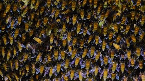 Se-Sabe-Que-Las-Abejas-Melíferas-Gigantes-Construyen-Grandes-Colonias-De-Nidos-Con-Bolsillos-Simétricos-Hechos-De-Cera-Para-Almacenar-Miel-Como-Fuente-De-Alimento.