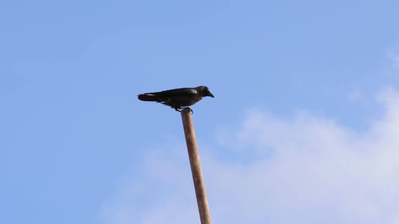 Corvo nero isolato su palo di ferro in cantiere nel Forte Olandese di Galle, Sri Lanka, sotto cielo blu, contro la forte brezza, clip in slow motion con panoramica da sinistra a destra