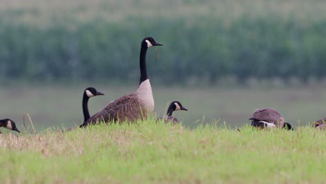 Un-Pequeño-Grupo-De-Gansos-Canadienses-Salvajes-Alimentándose-En-Un-Campo-De-Hierba