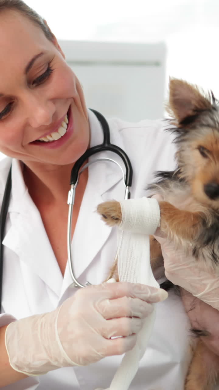Veterinário sorridente enfaixando a pata ferida de um yorkshire terrier