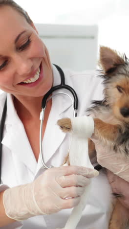 un veterinario sonriente envolviendo una pata herida de un yorkshire terrier