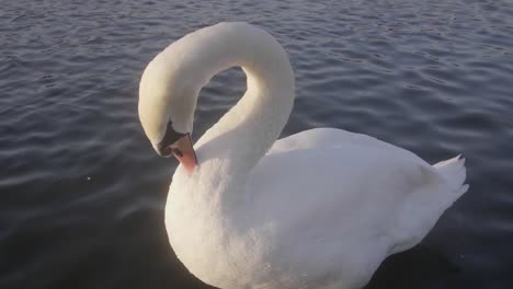 cisne blanco limpiándose en un lago en un soleado día de invierno