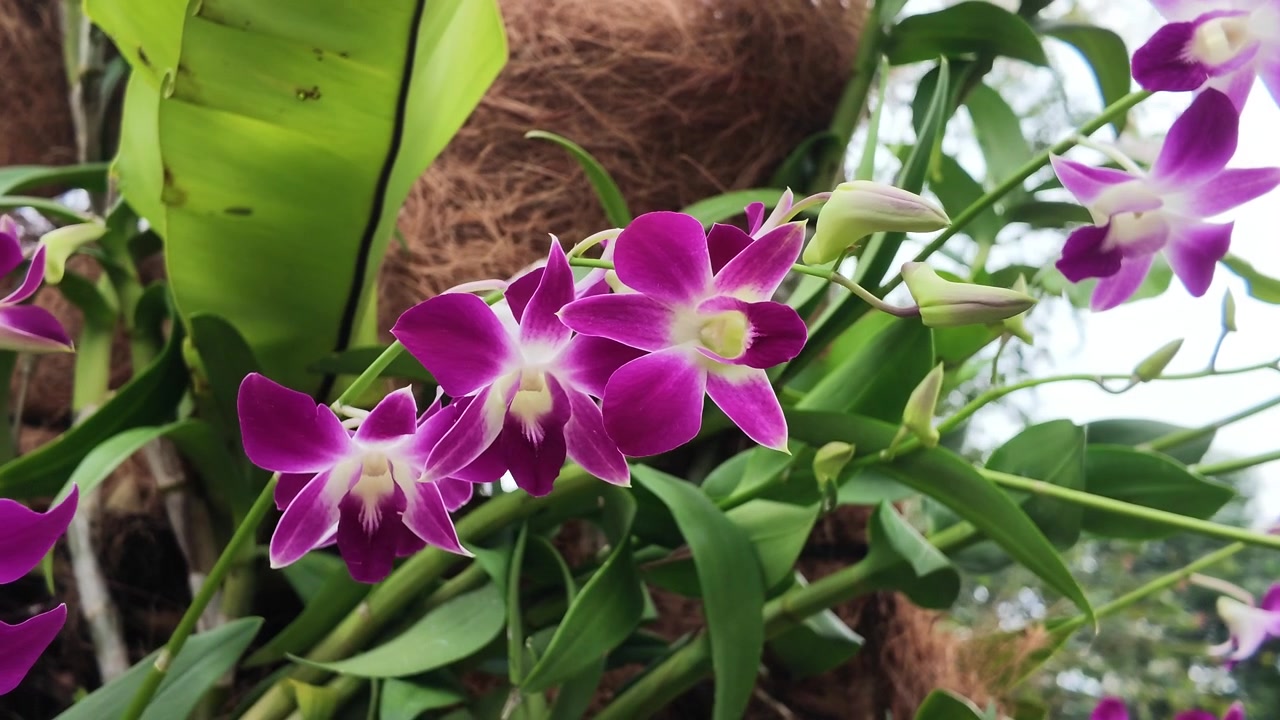 Orchidee Dendrobium viola intenso che fioriscono in un giardino tropicale