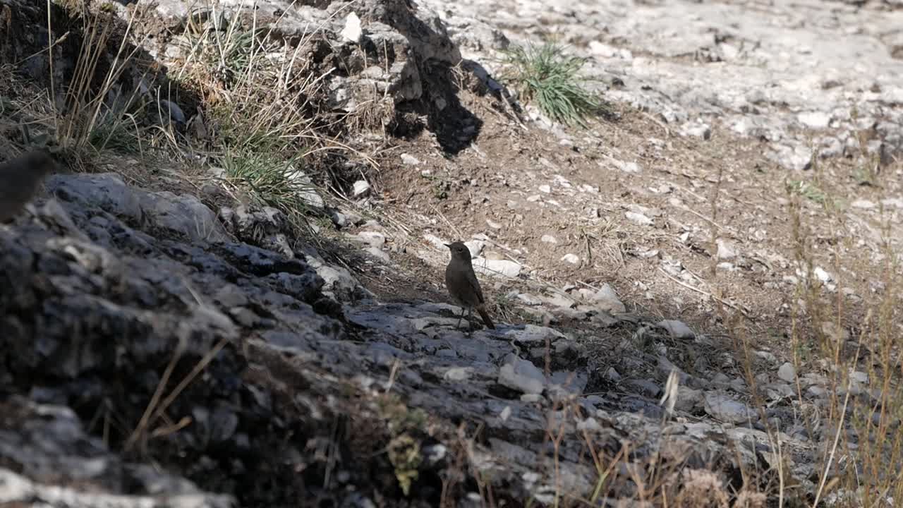 Lone bird perched on rocky terrain in Cañon Rio Lobos, Burgo de Osma, Soria