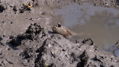 mudskipper fish on mud shore - close up