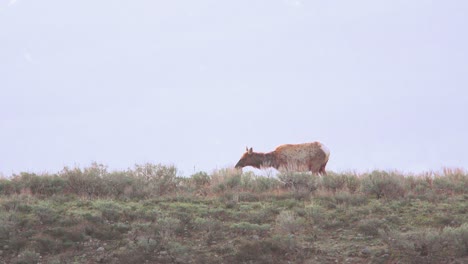 alce comiendo artemisa en el parque nacional grand tetons en wyoming