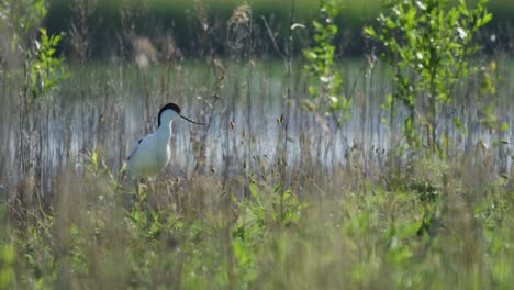 lone kluut in tall lush green vegetation looking at camera