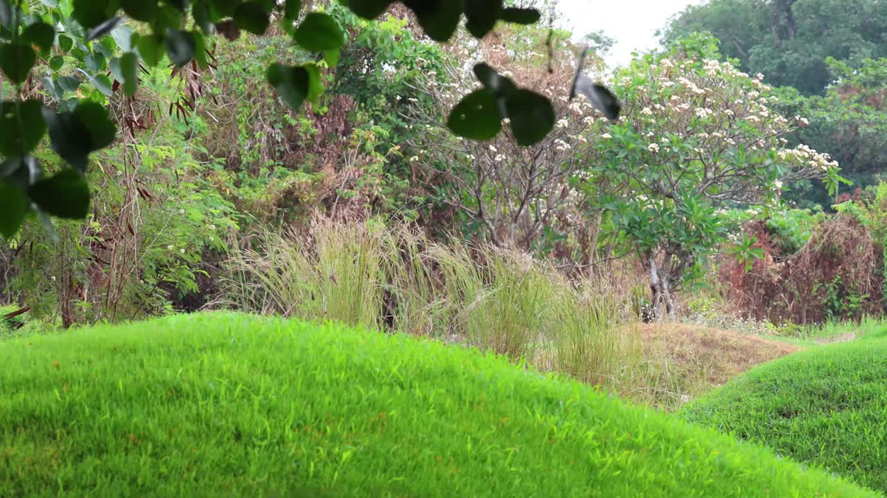A peaceful stroll in a vibrant green landscape
