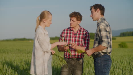 farmers analyze quality of wheat after chemical pesticide use